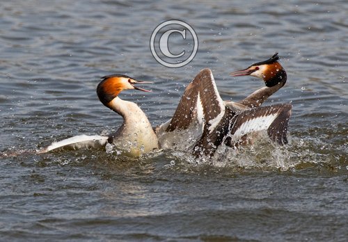   Great Crested Grebs Fighting DM1715